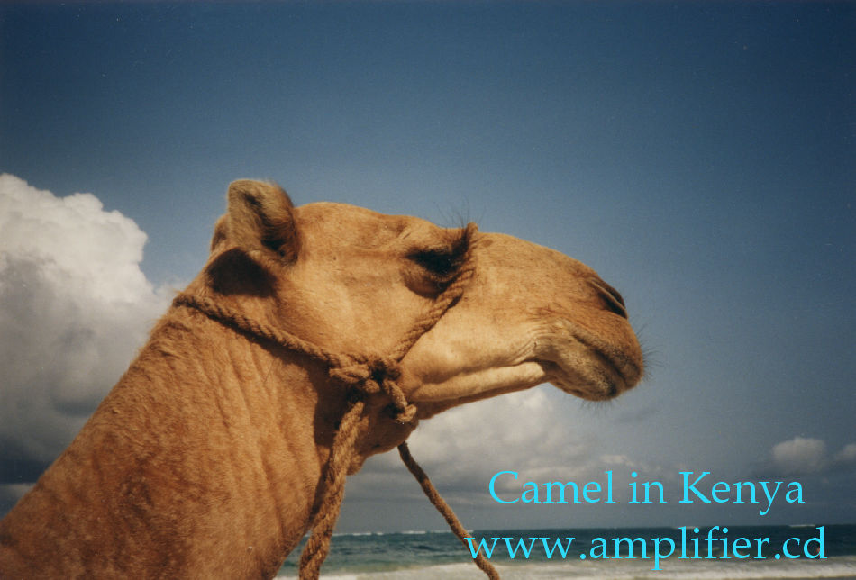 Kamel in Kenia am Bamburi Beach in Mombasa